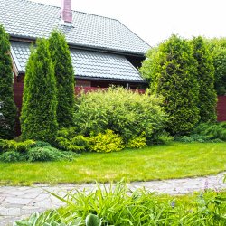 Озеленение участка фото